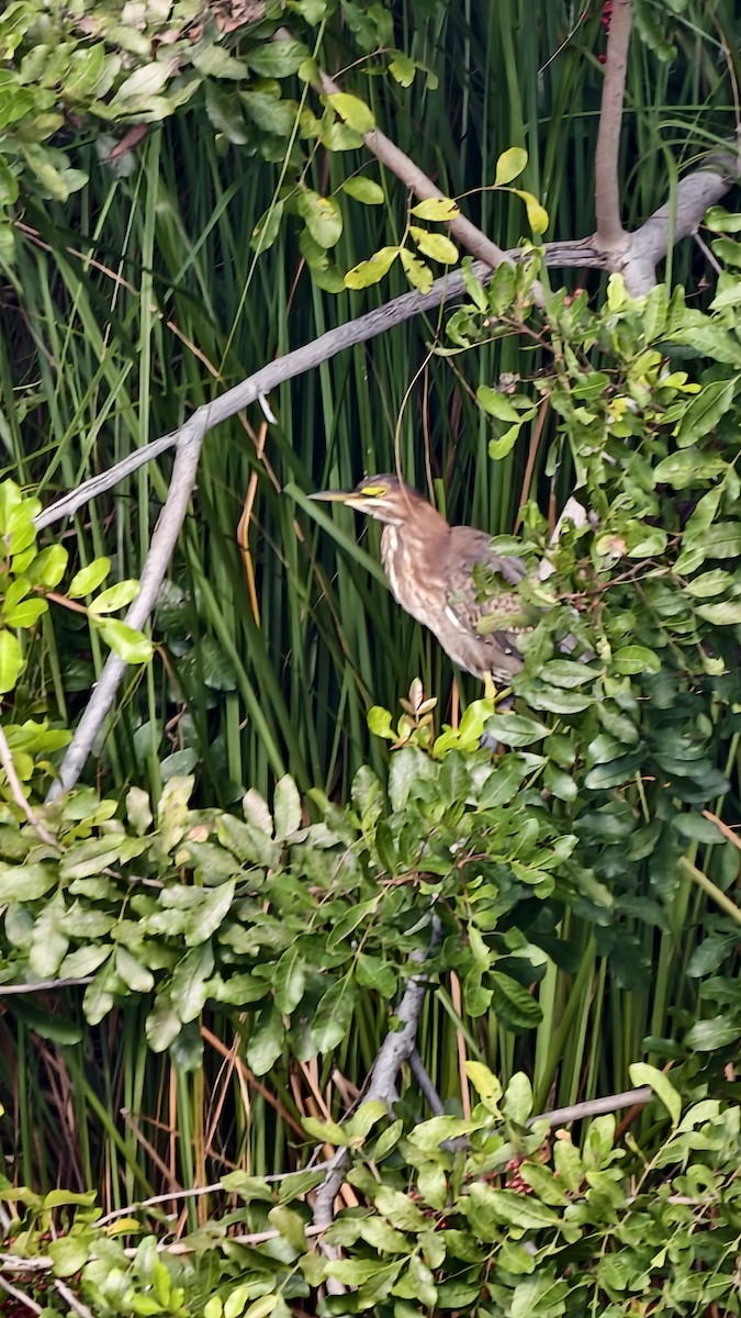 Héron vert - ML647837661