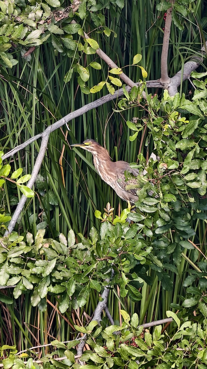 Héron vert - ML647837662