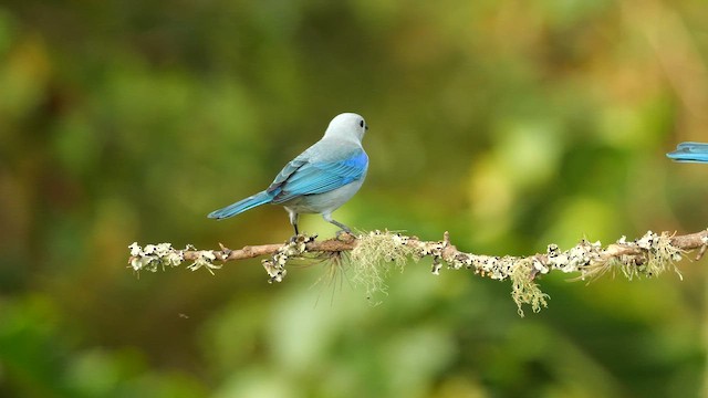 Tangara évêque - ML647837663