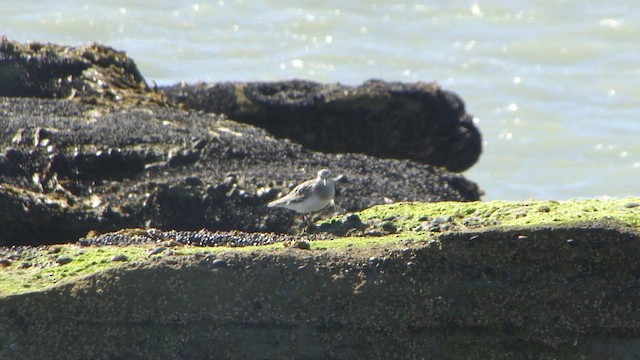 Бэрдов песочник - ML647837664