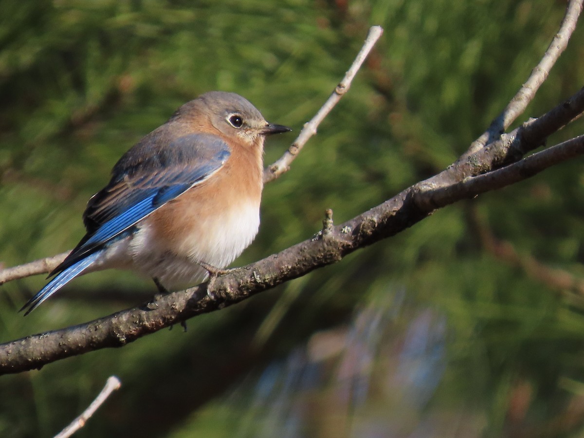 Merlebleu de l'Est - ML647837665