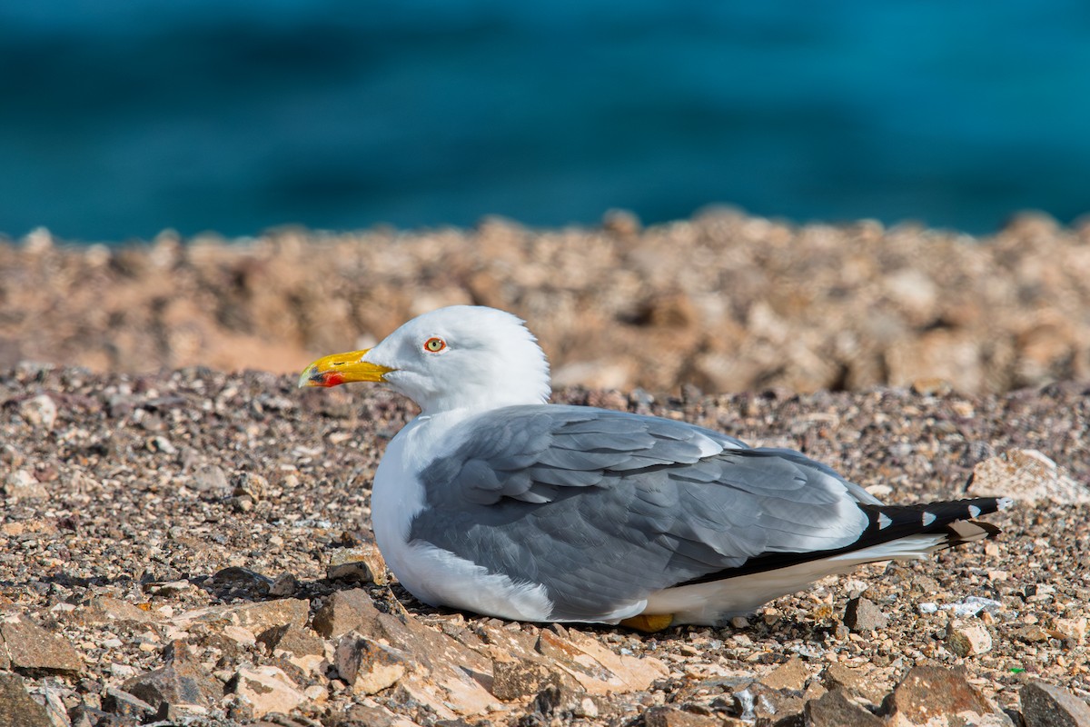 Goéland leucophée - ML647837666