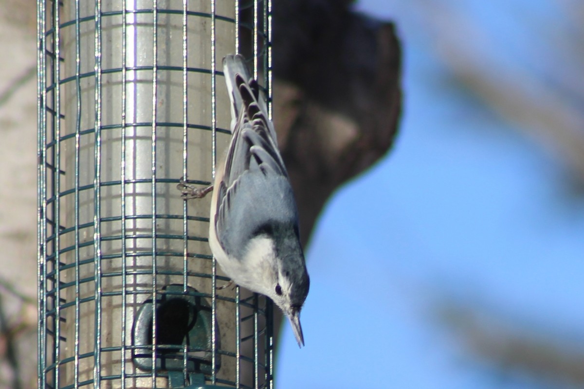 Sittelle à poitrine blanche - ML647837667