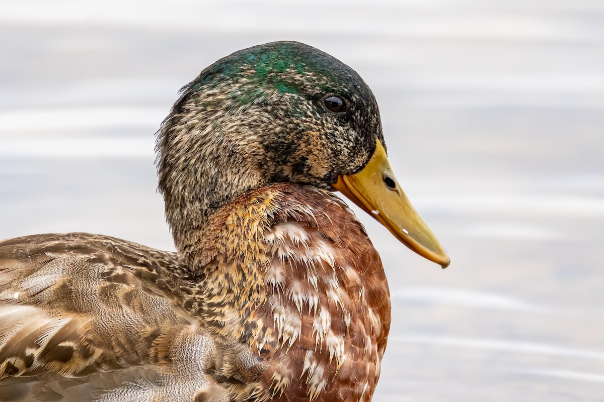 Canard colvert - ML647837669