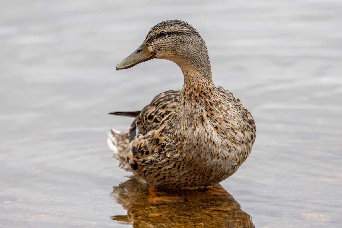 Canard colvert - ML647837670