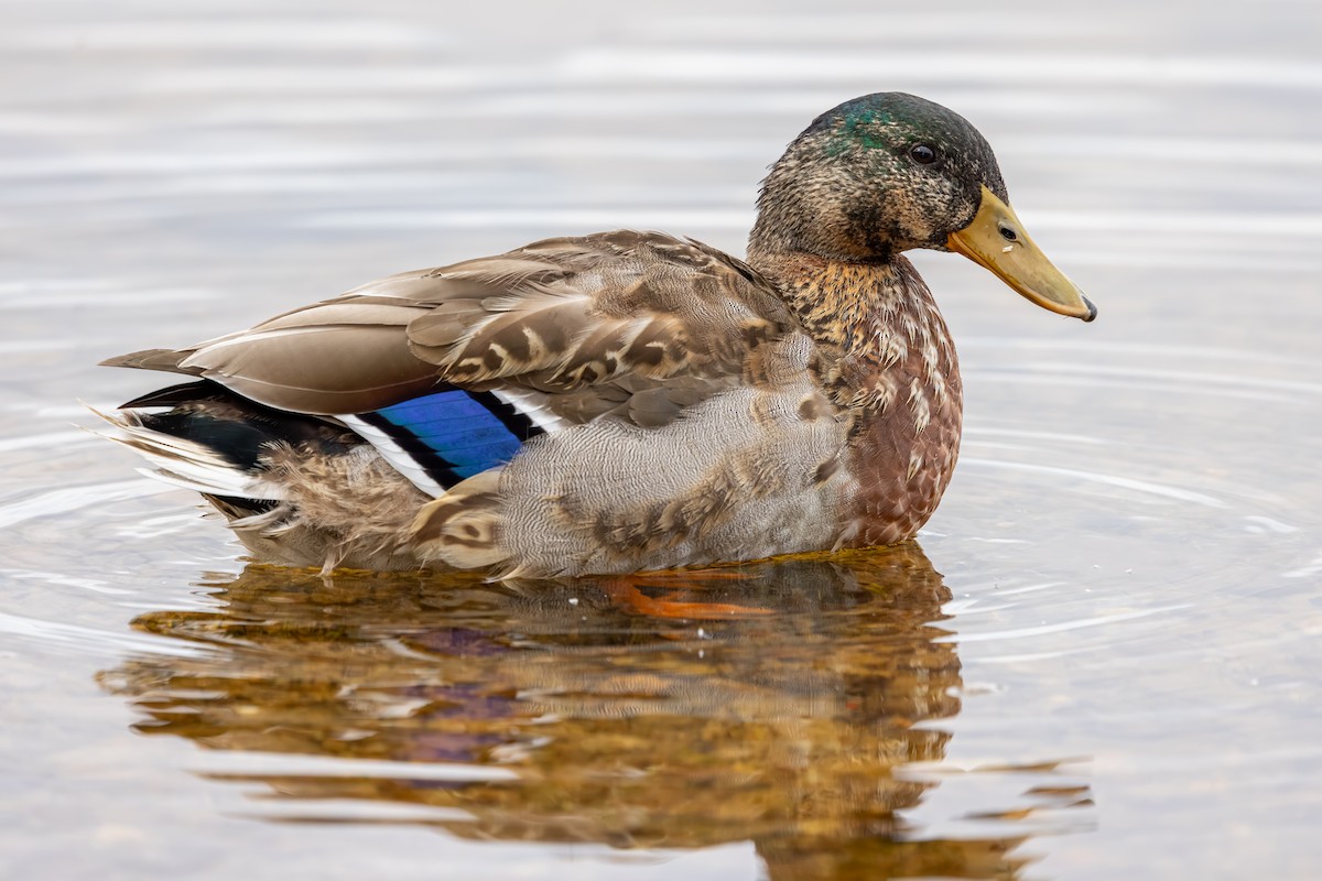 Canard colvert - ML647837671