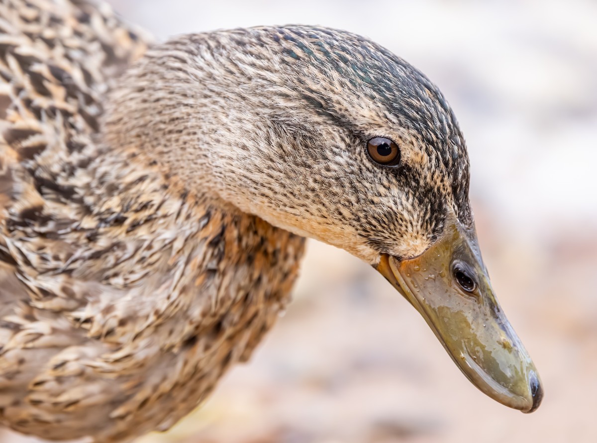 Canard colvert - ML647837676