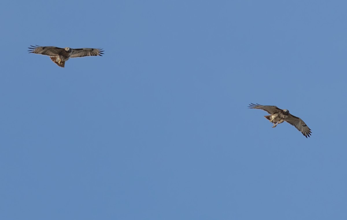 Buse à queue rousse - ML647837677