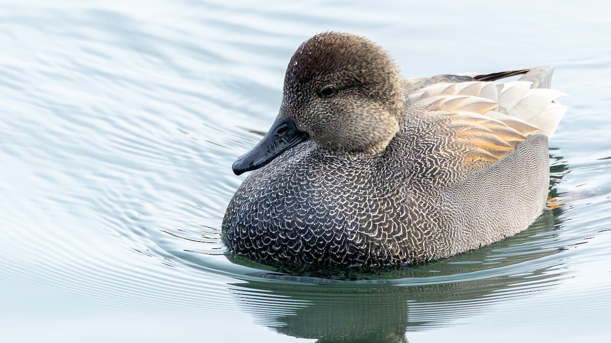 Серая утка - ML647837678