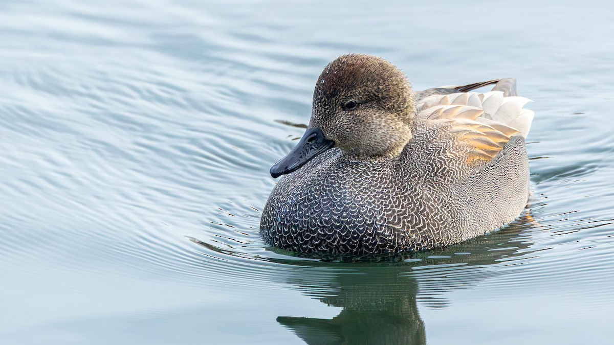 Серая утка - ML647837679