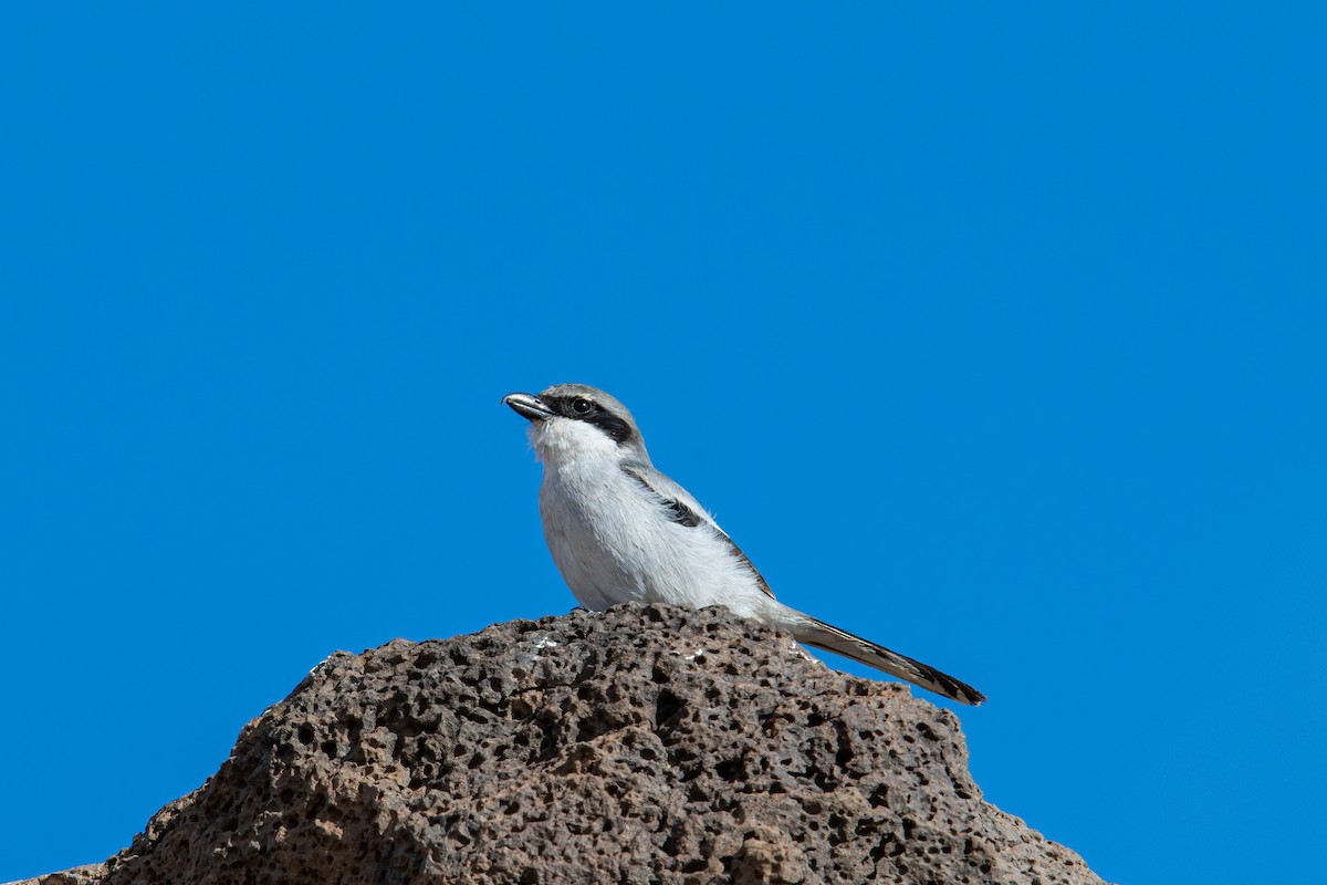 Pie-grièche grise - ML647837683