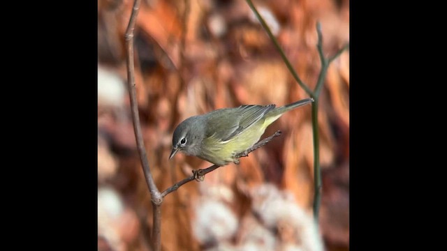 Рыжешапочная древесница - ML647837717