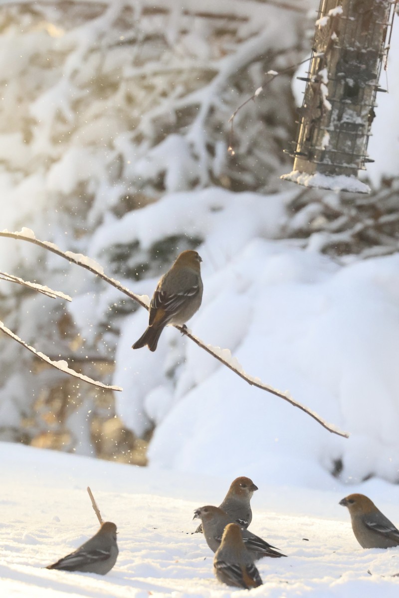 Pinu-gailupa - ML647837721