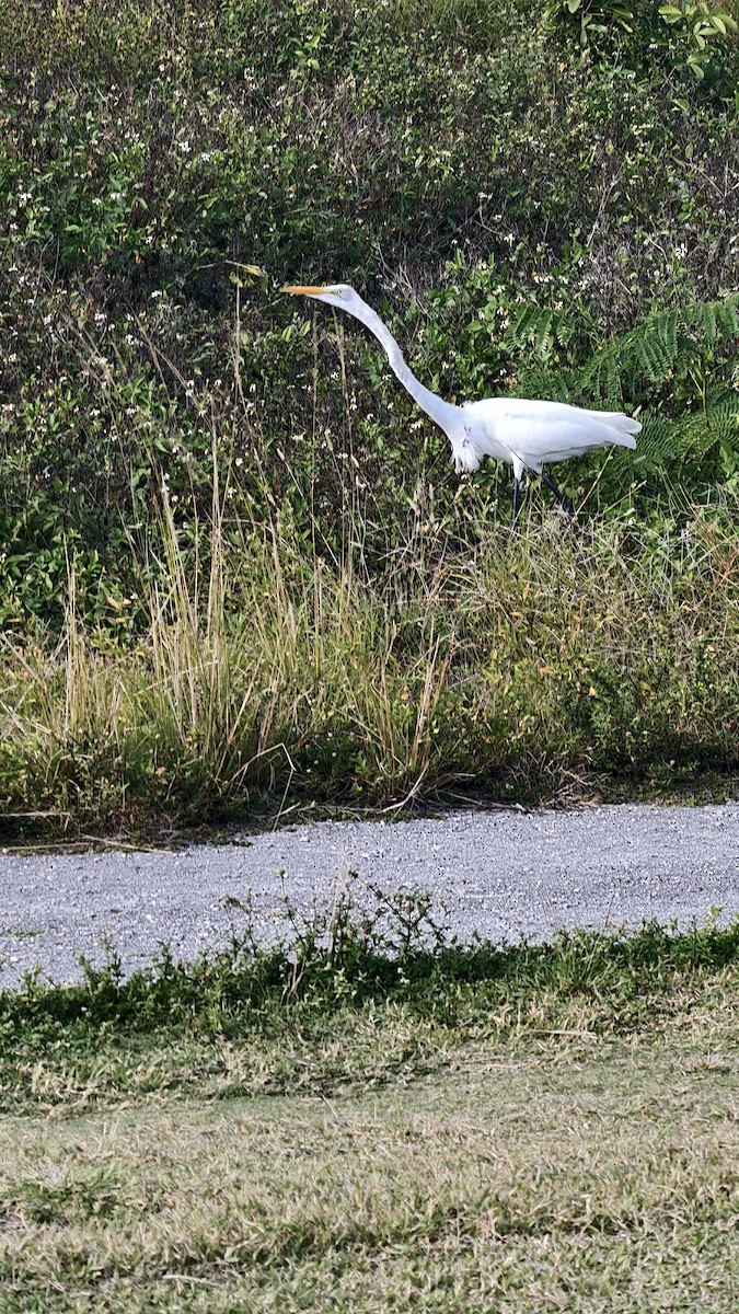 ダイサギ - ML647837723