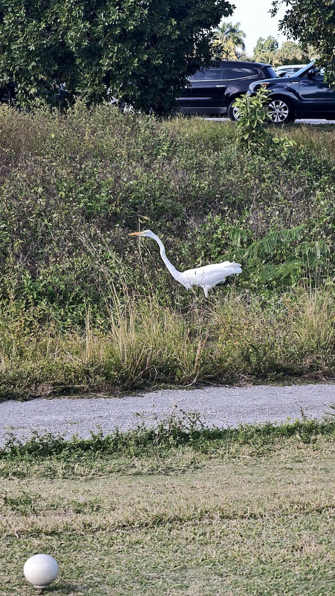 ダイサギ - ML647837724