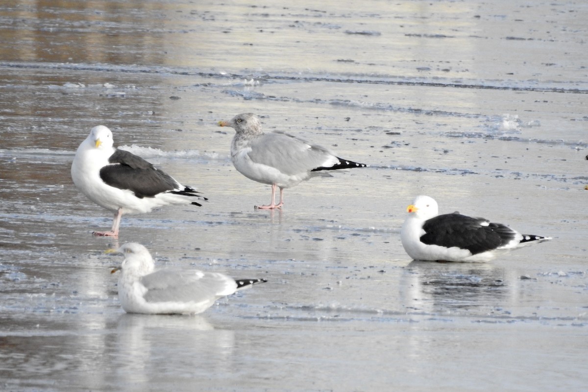 Морская чайка - ML647837736