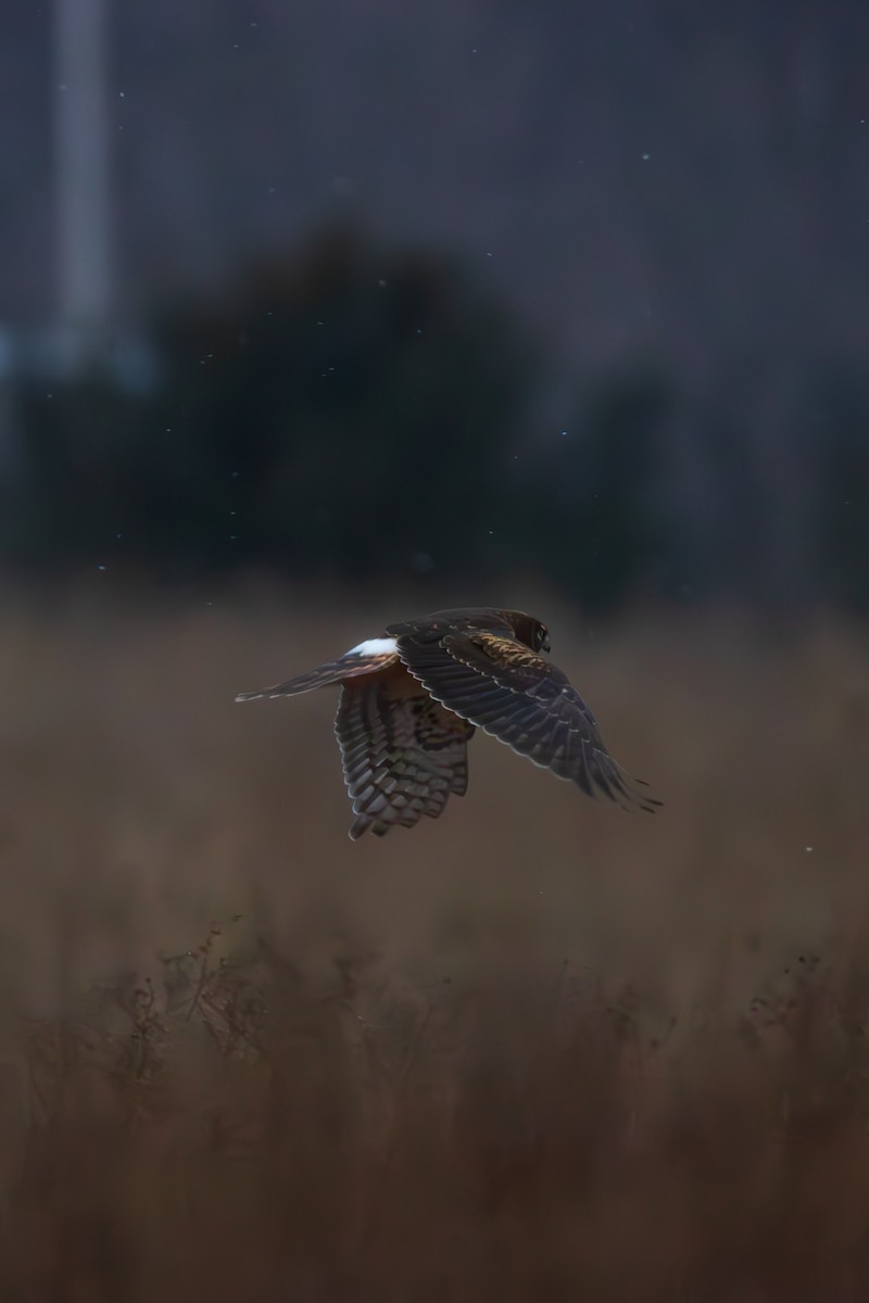 moták severoamerický - ML647837744