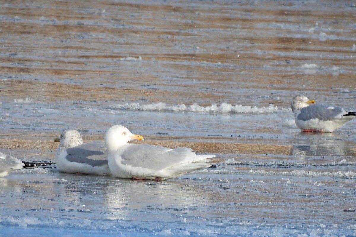 Бургомистр - ML647837745