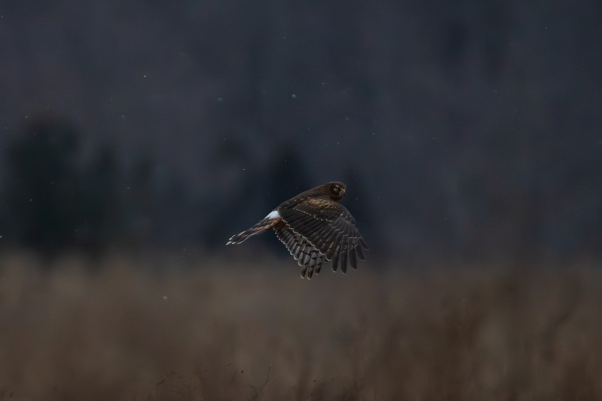 moták severoamerický - ML647837747