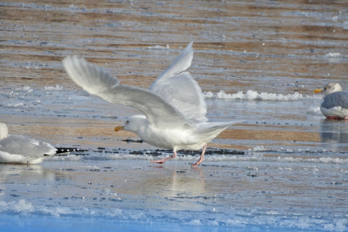 Бургомистр - ML647837750