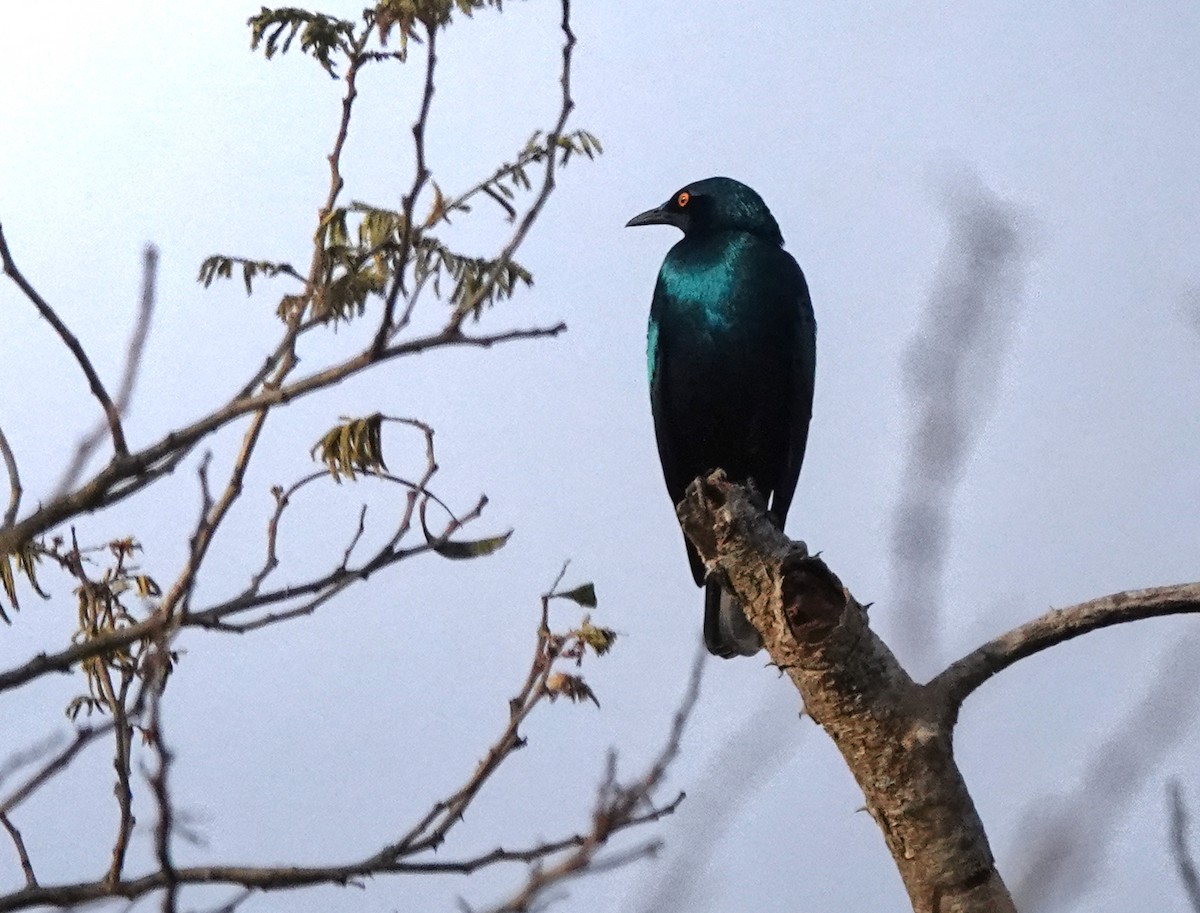 Greater Blue-eared Starling - ML647837751
