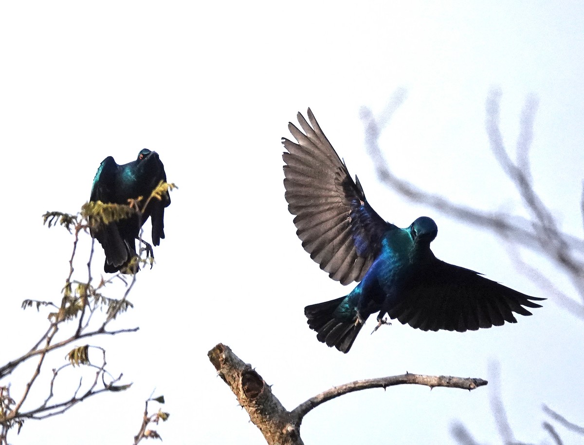 Greater Blue-eared Starling - ML647837752