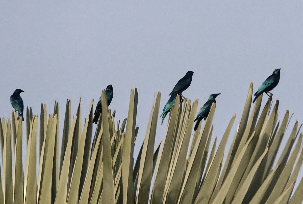 Greater Blue-eared Starling - ML647837753