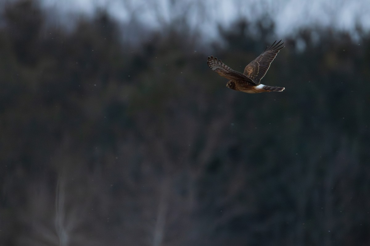 moták severoamerický - ML647837760