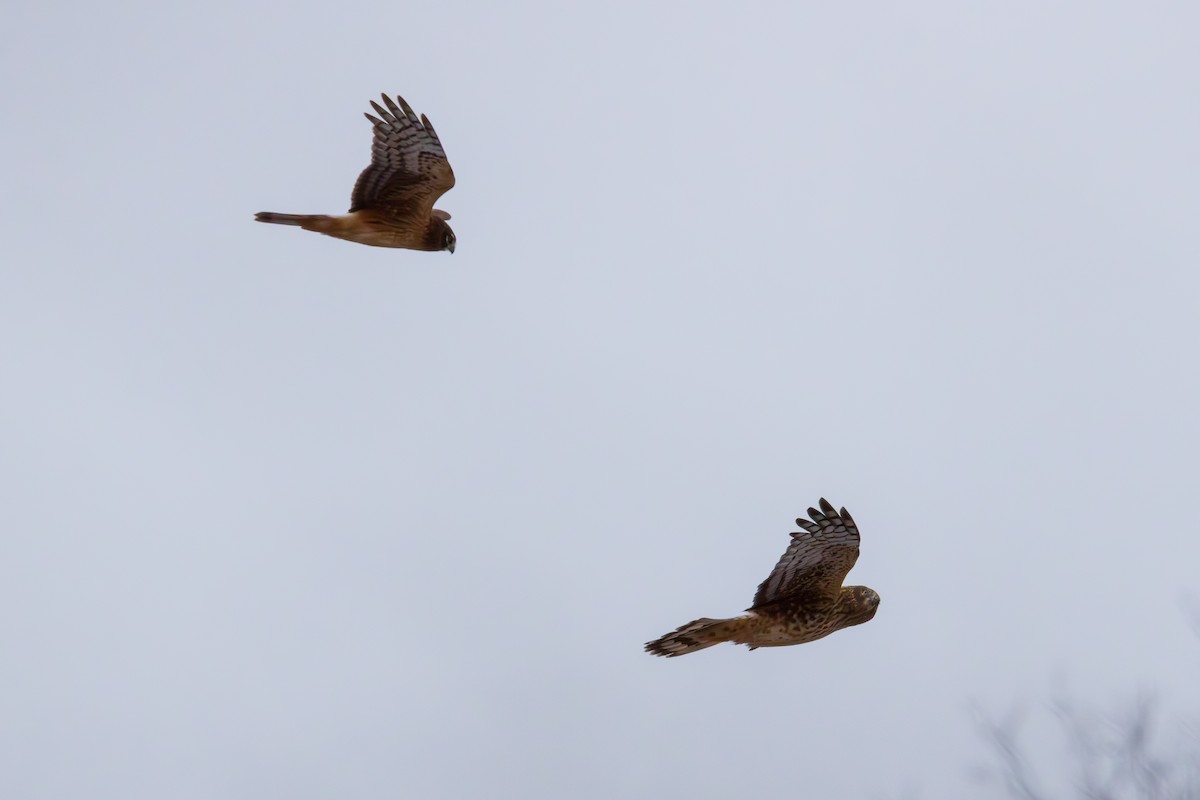 moták severoamerický - ML647837771