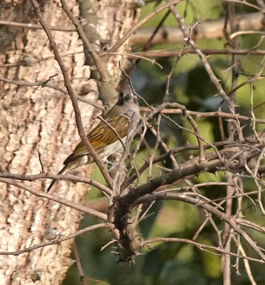 Lesser Honeyguide - ML647837773