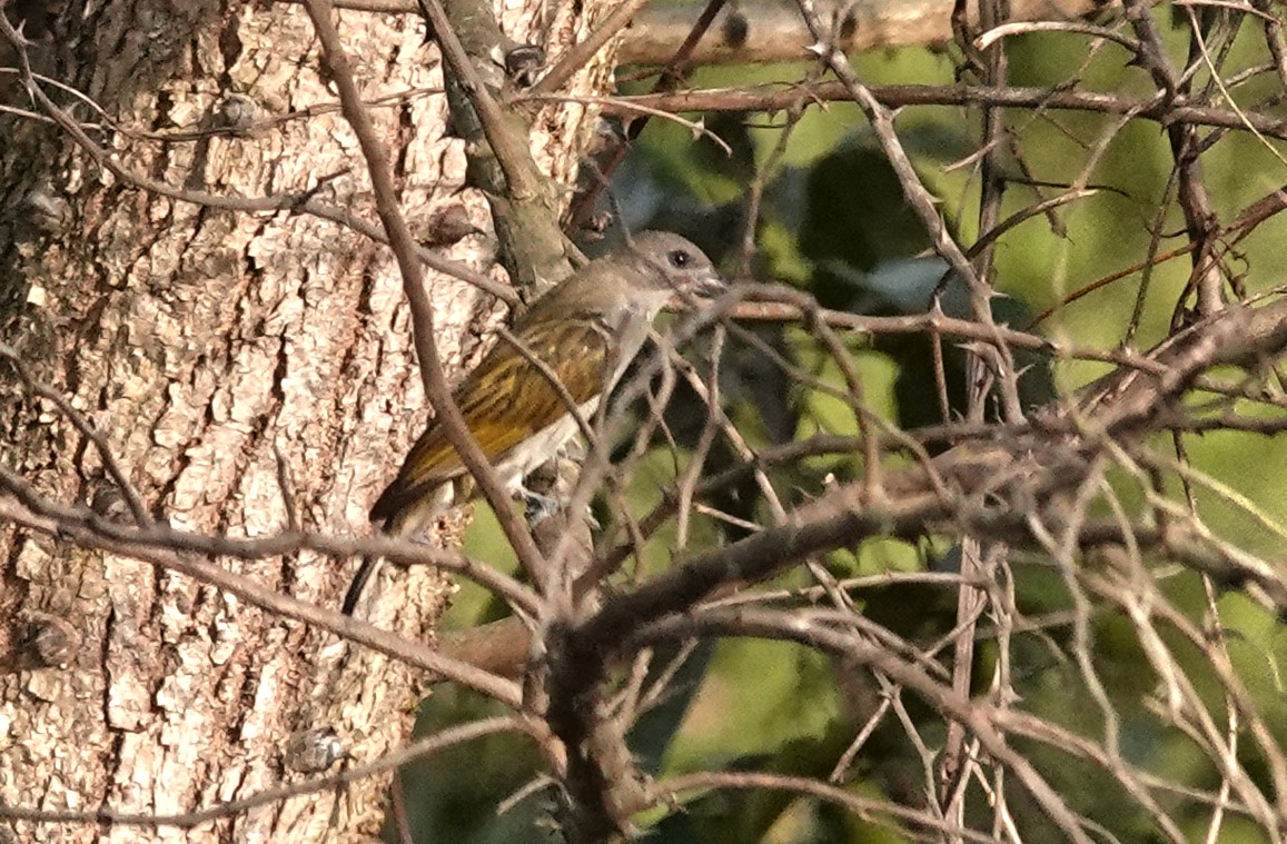 Lesser Honeyguide - ML647837774