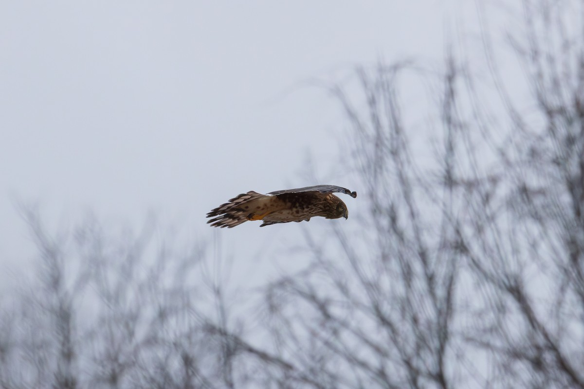 moták severoamerický - ML647837776