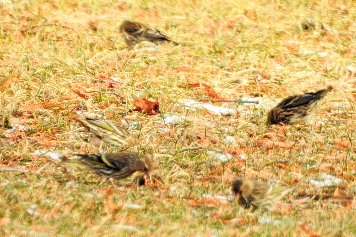 Сосновый чиж - ML647837780