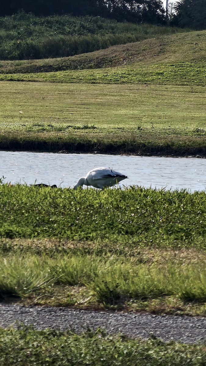 ハクガン - ML647837812