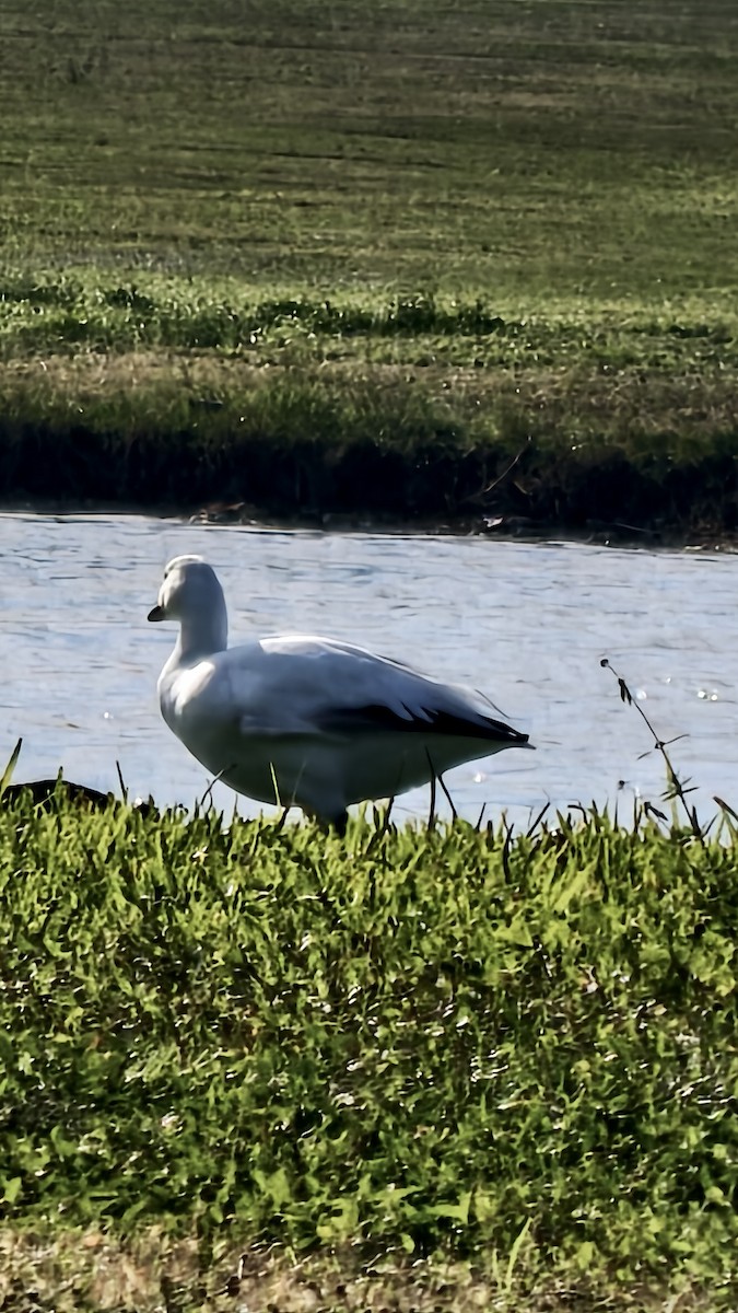 ハクガン - ML647837813