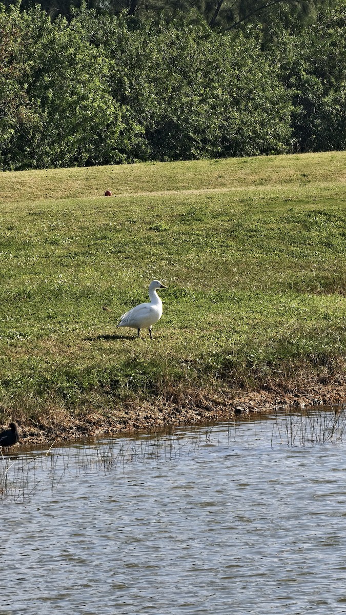 ハクガン - ML647837814