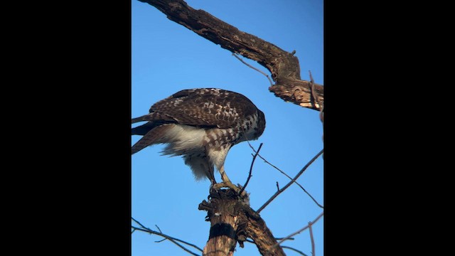 Краснохвостый канюк - ML647837819