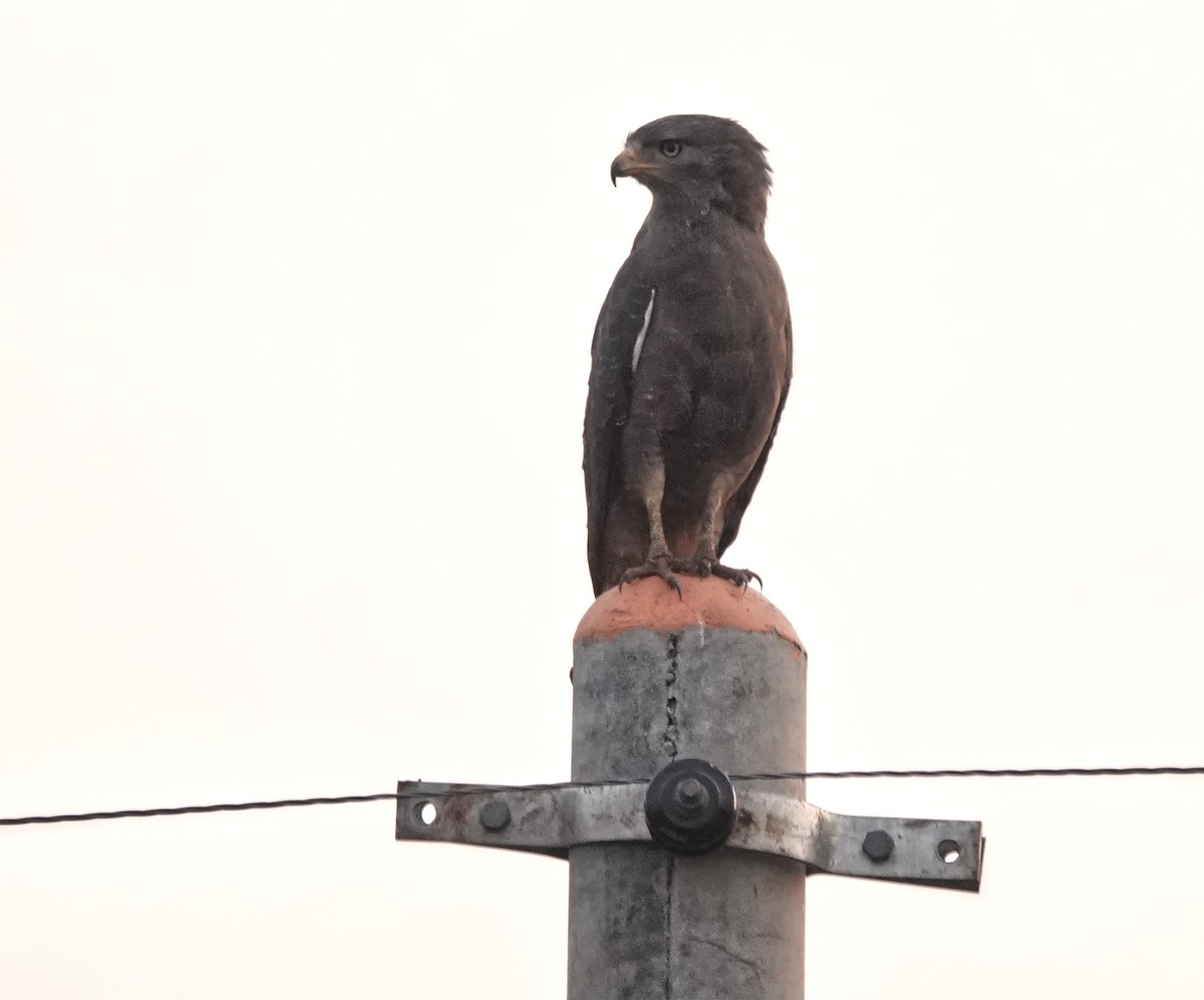 eBird Checklist - 3 Dec 2025 - Kampala - Masindi - Road, Buruli UG ...
