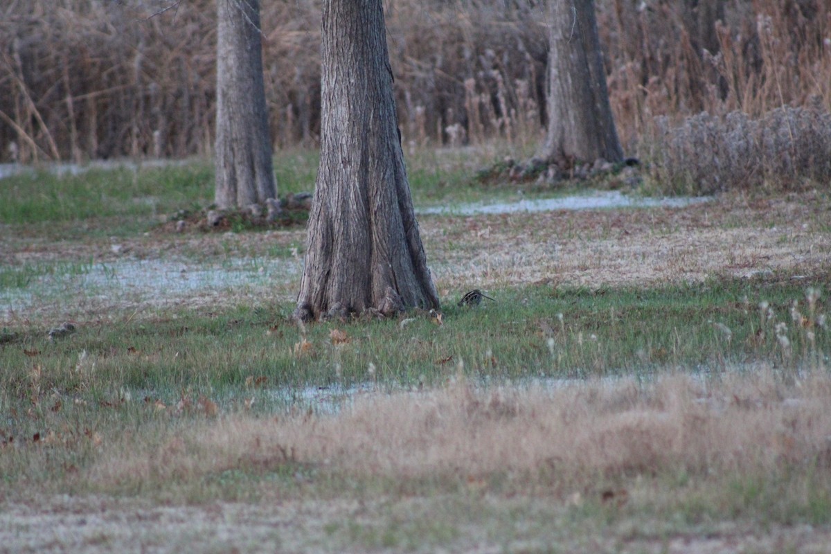 Wilson's Snipe - ML647837843