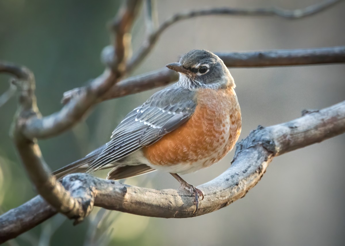 Wanderdrossel - ML647837884