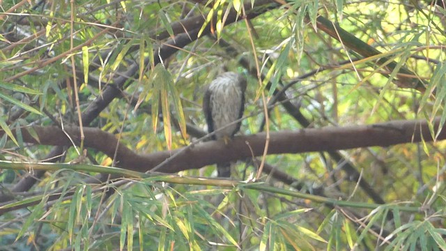 Куперов ястреб - ML647837911