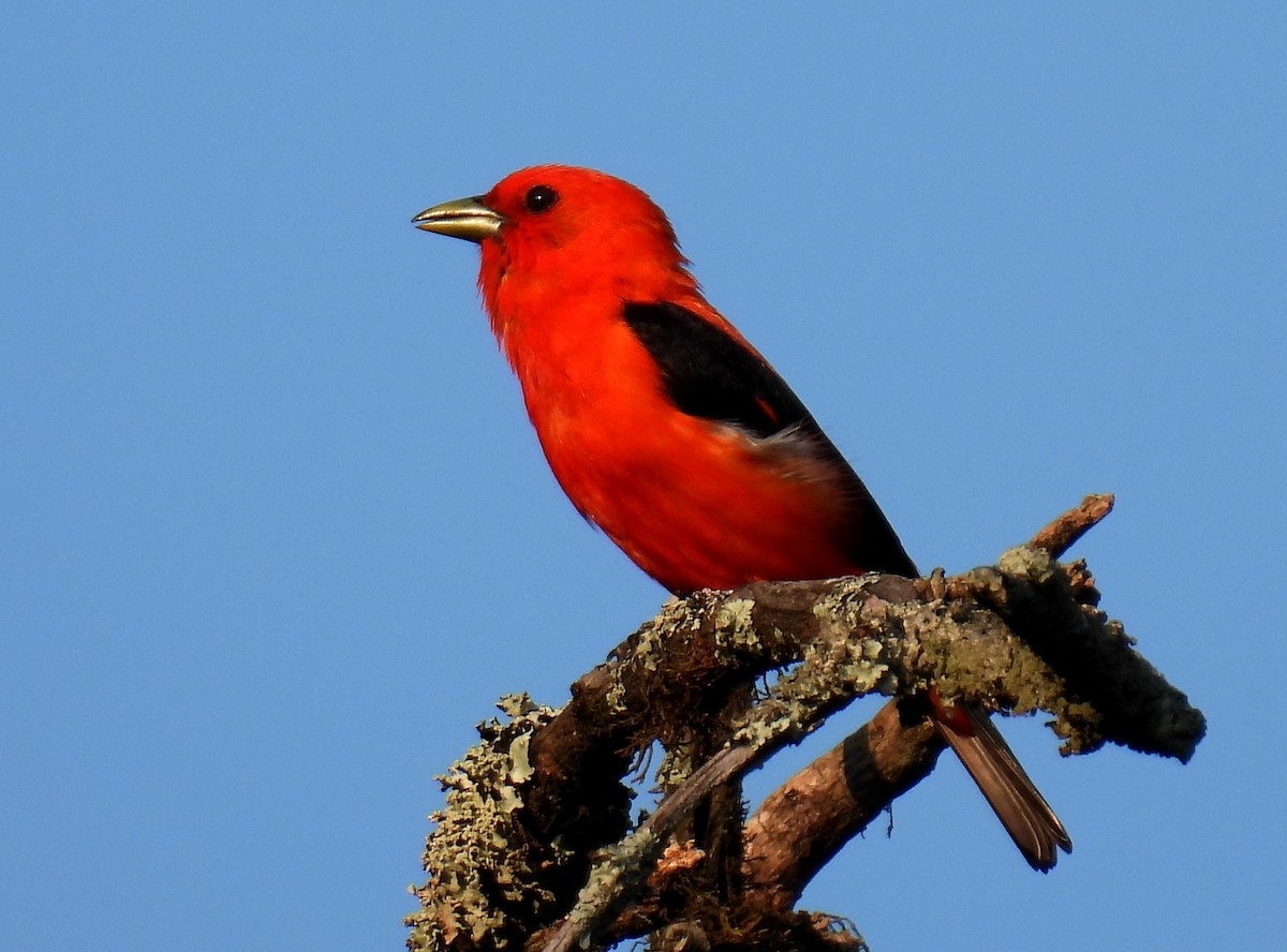 Piranga gorri-beltza - ML647837919