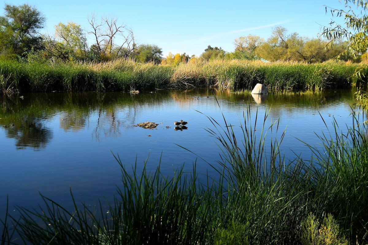 Серая утка - ML647837920