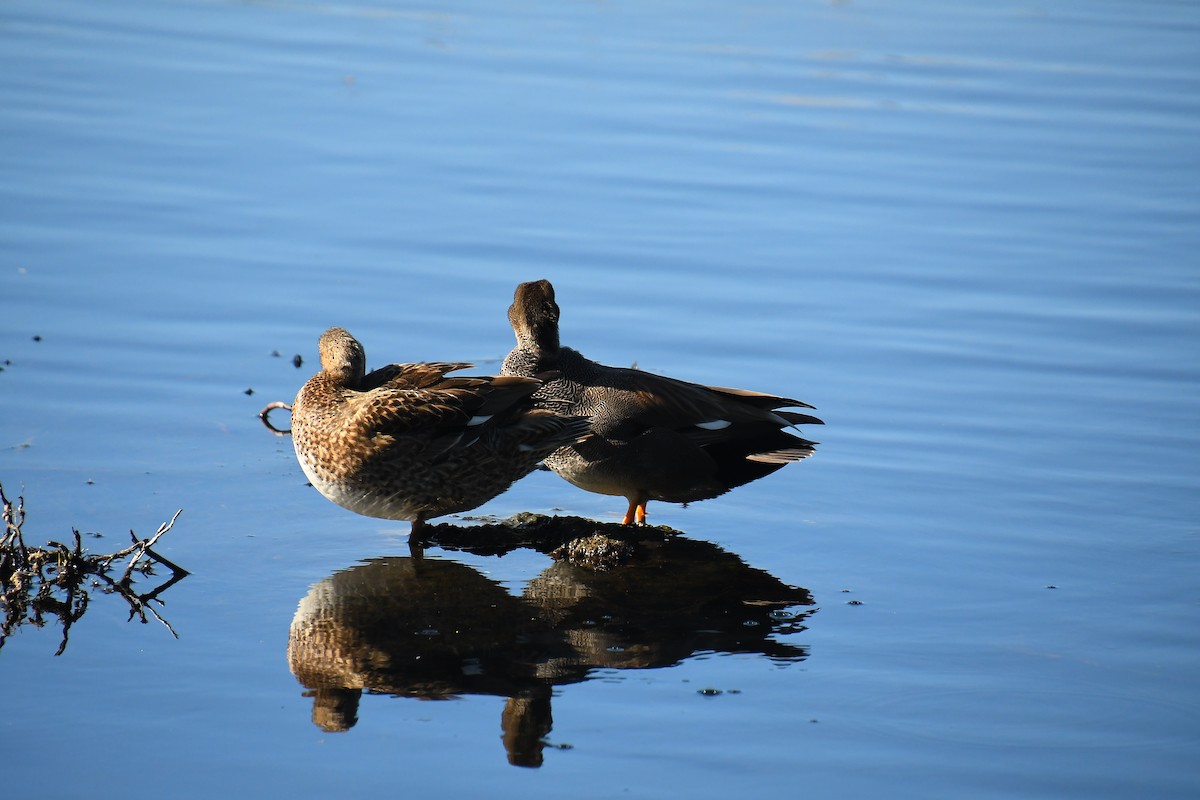 Серая утка - ML647837921