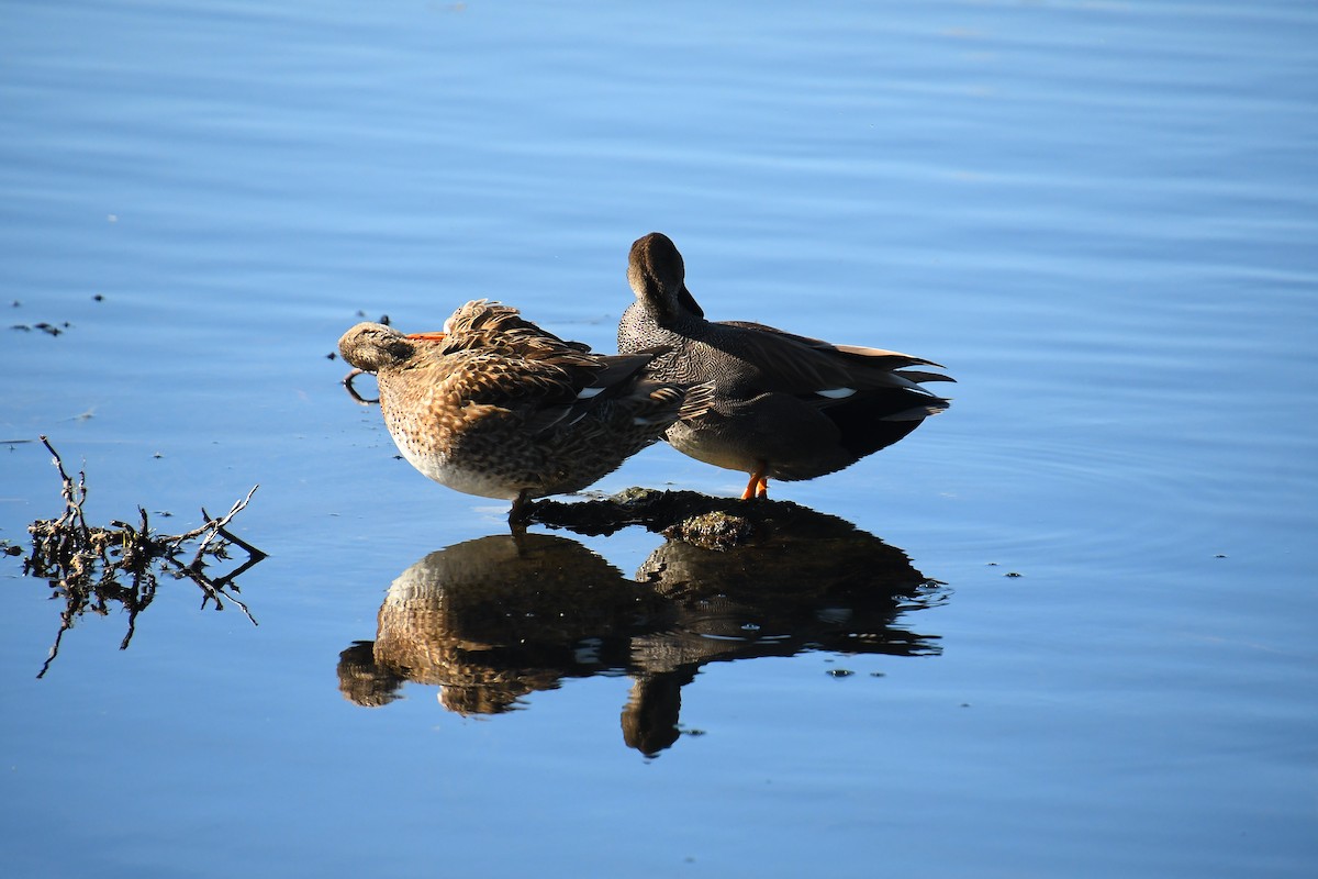 Серая утка - ML647837922