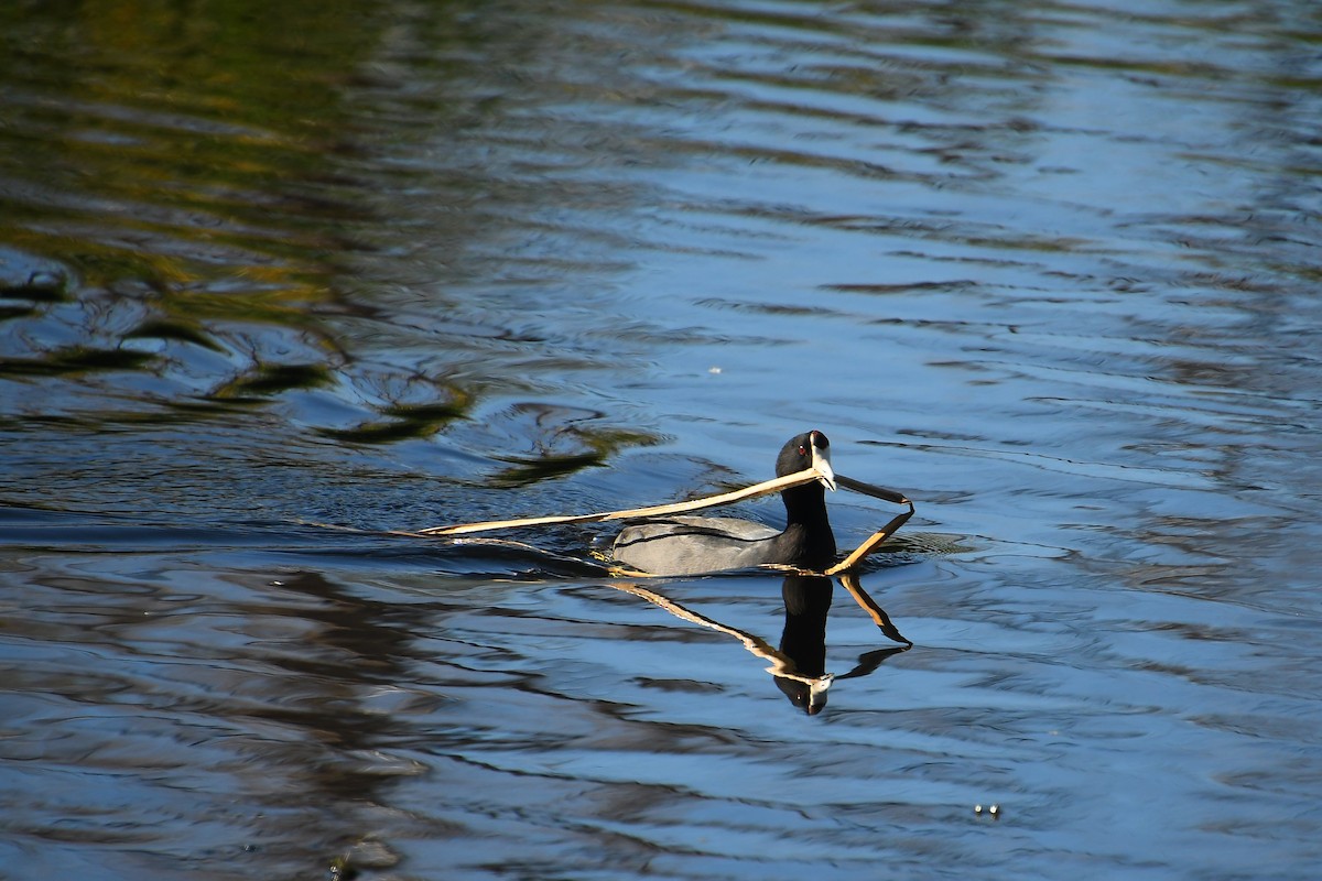 אגמית אמריקנית - ML647837943