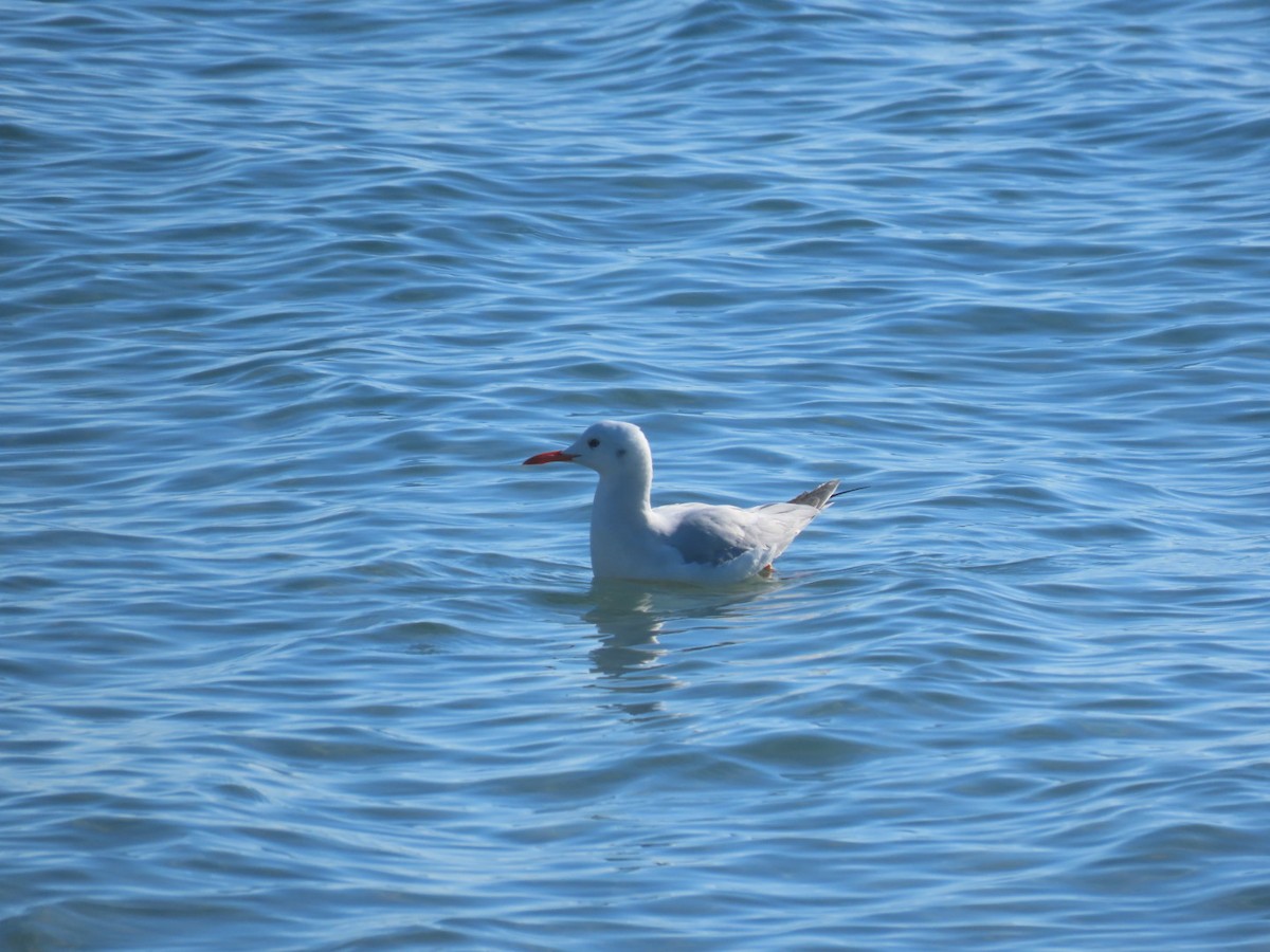 Морской голубок - ML647837966