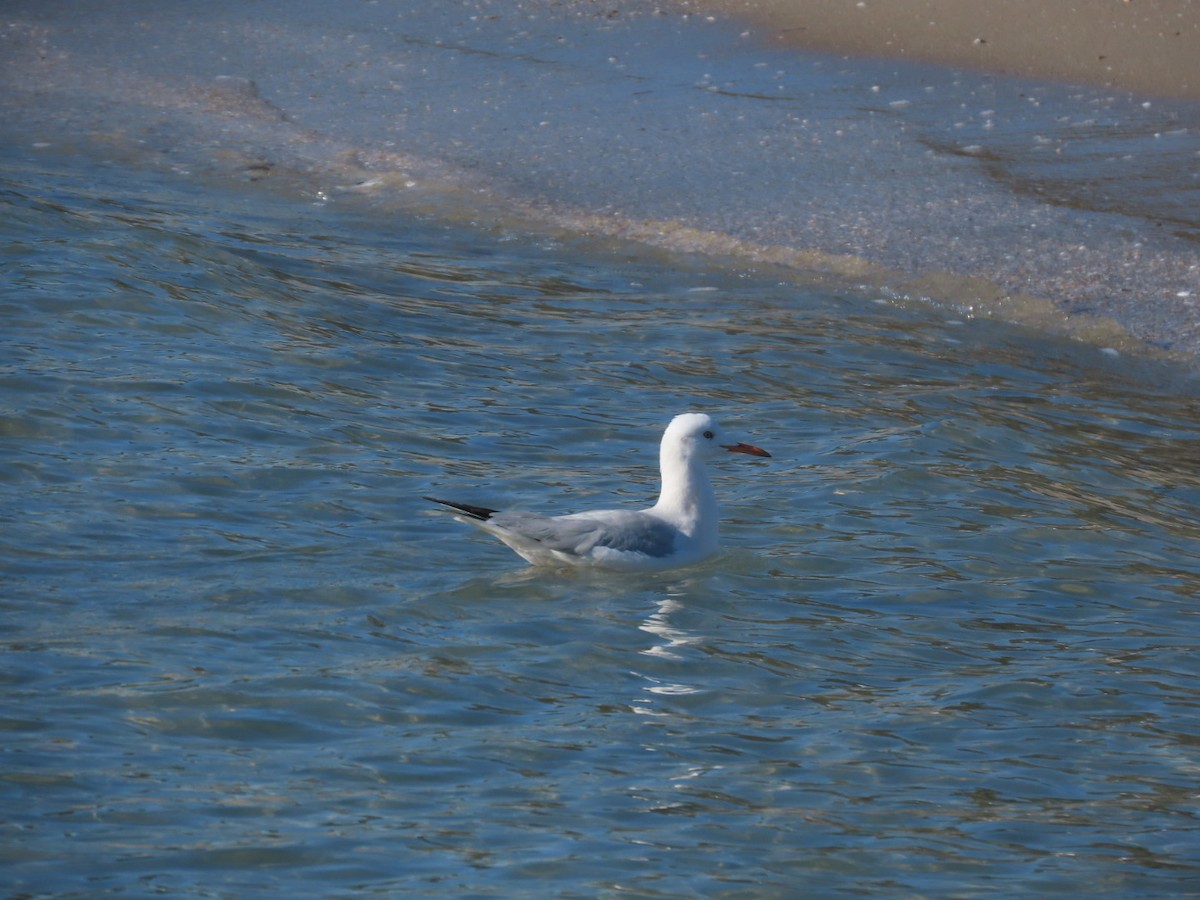 Морской голубок - ML647837967