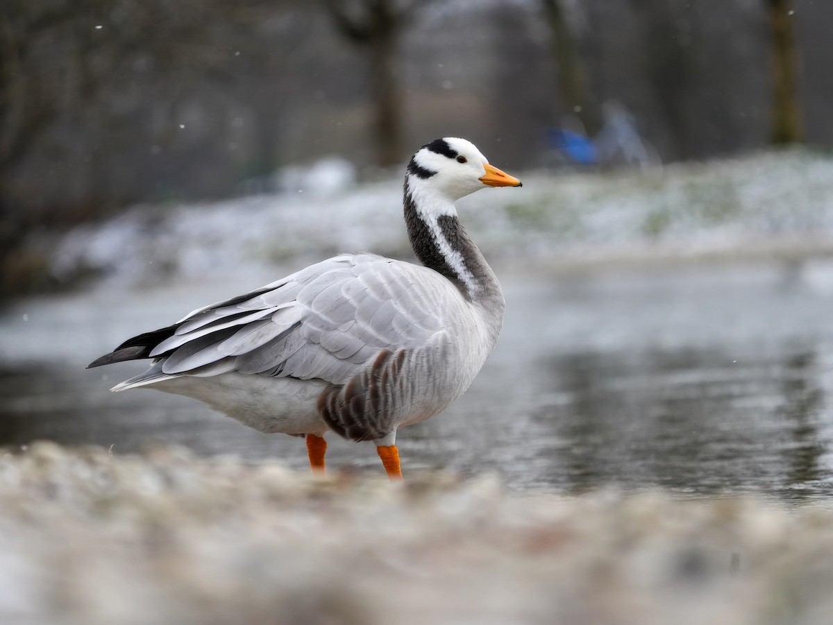 Oie à tête barrée - ML647837988