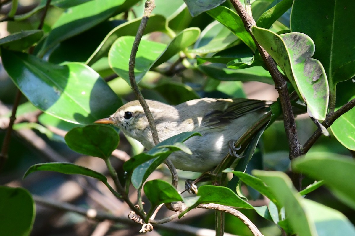 østsanger - ML647837991